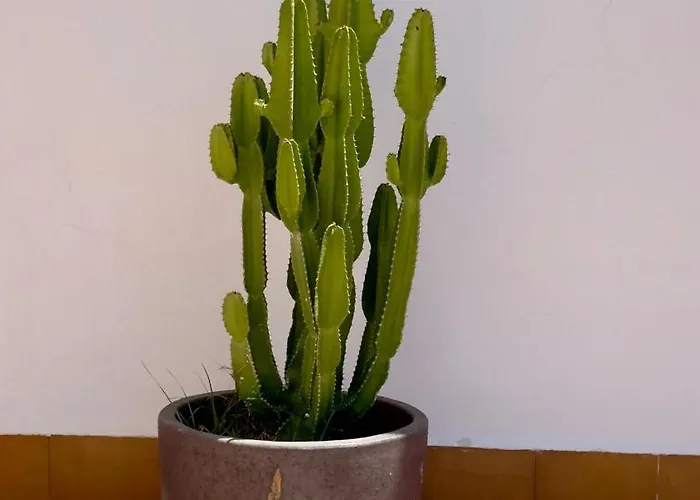 Apartment Island Village *